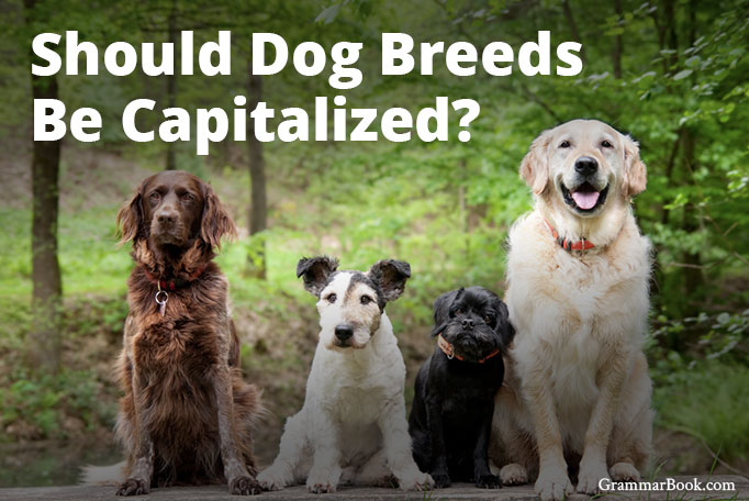 should a dog breed be capitalized